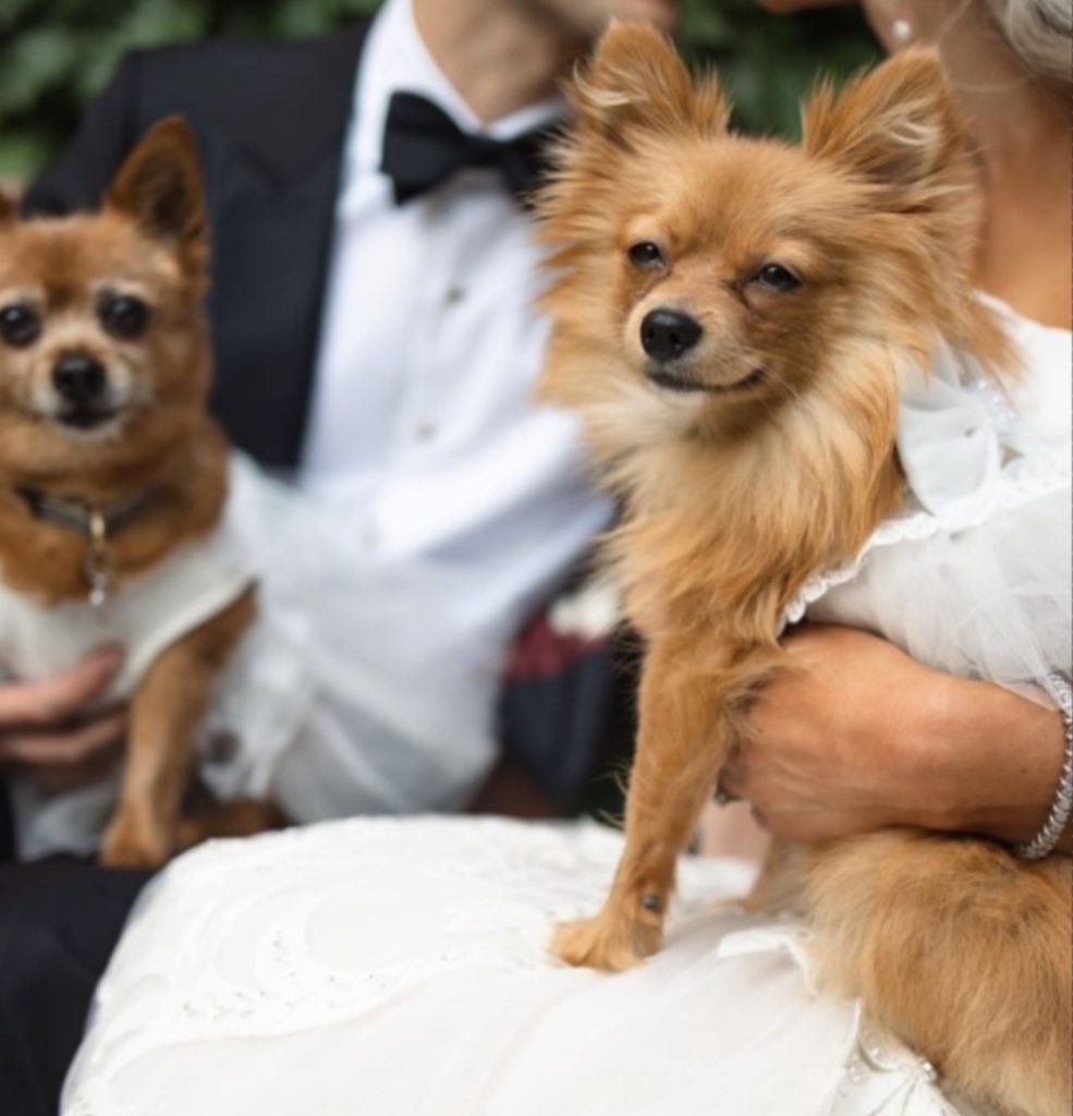 The Krasniaks on their wedding day with their dogs.